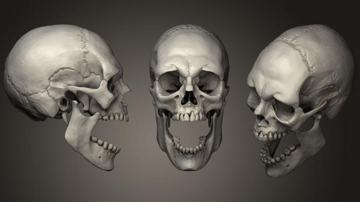Anatomy of skeletons and skulls (ANTM_1157) 3D model for CNC machine